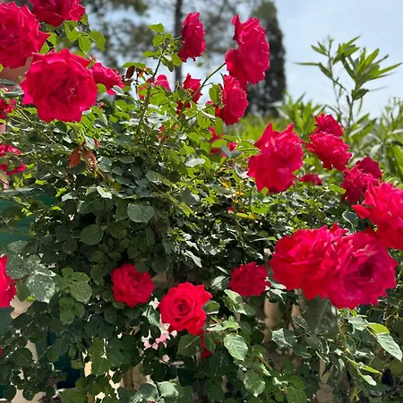 Aparthotel Elena's 3*